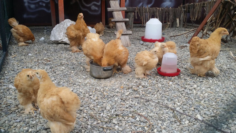  - Cochinchina GALBEN