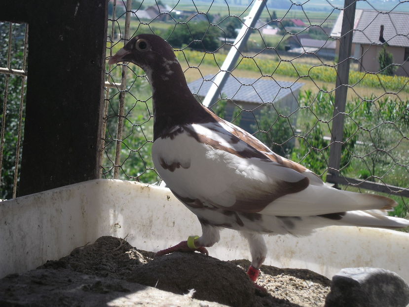 SAM_0666 - ARHIVA