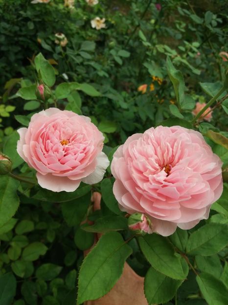  - The alnwick Rose