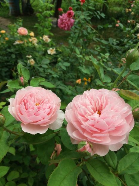  - The alnwick Rose