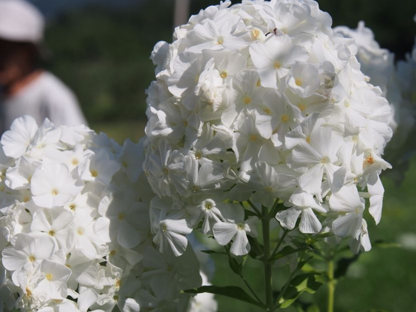 Phlox - 1 Gradina mea