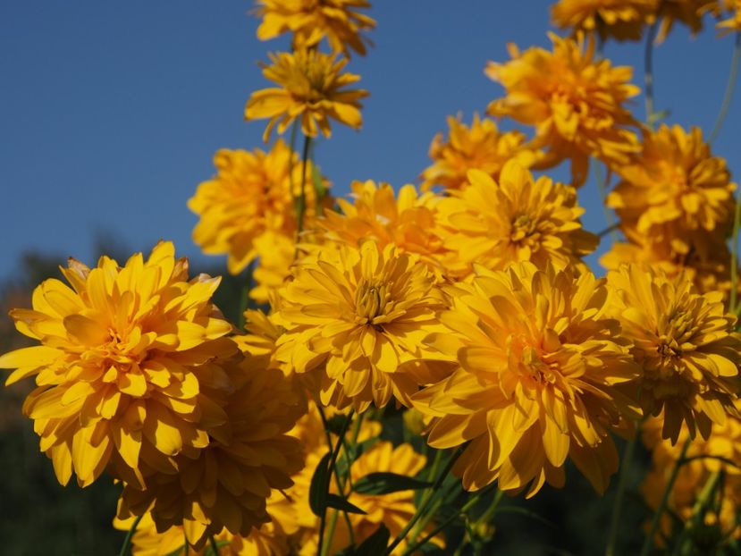 Rudbekia sau Marita-ma mama ! - 1 Gradina mea