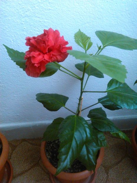 1502089454235-1513032980 - HIBISCUS