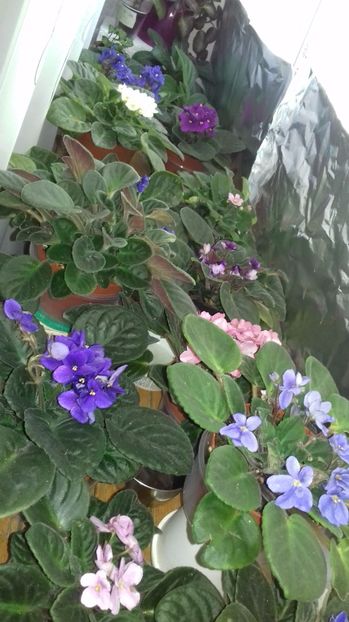  - VIOLETE DE COLECTIE 2017