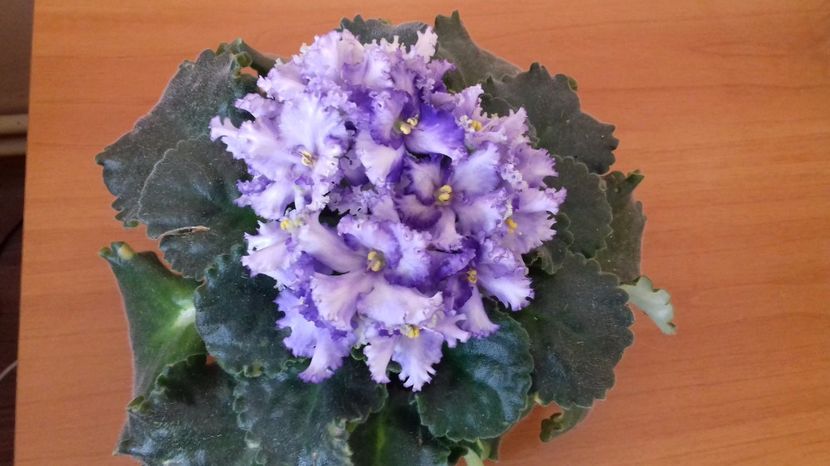 Partly Cloudy - VIOLETE DE COLECTIE 2017