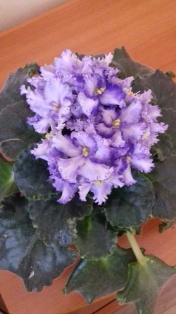  - VIOLETE DE COLECTIE 2017