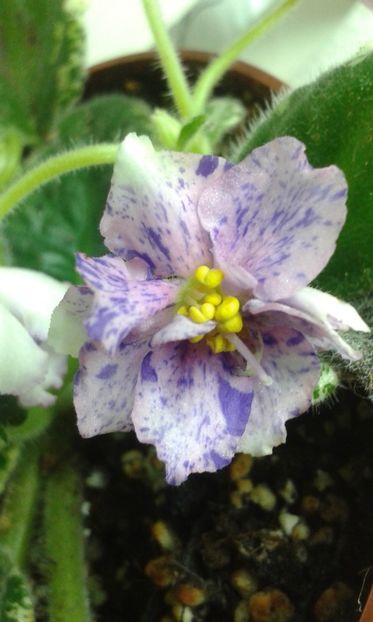 Splendid chaos - VIOLETE DE COLECTIE 2017