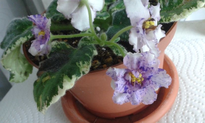 Splendid chaos - VIOLETE DE COLECTIE 2017