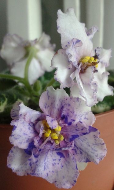 Splendid Chaos - VIOLETE DE COLECTIE 2017