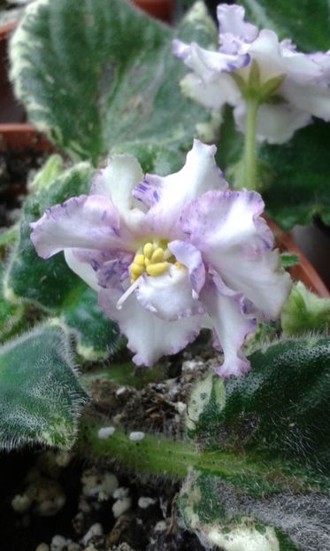 Splendid chaos - VIOLETE DE COLECTIE 2017