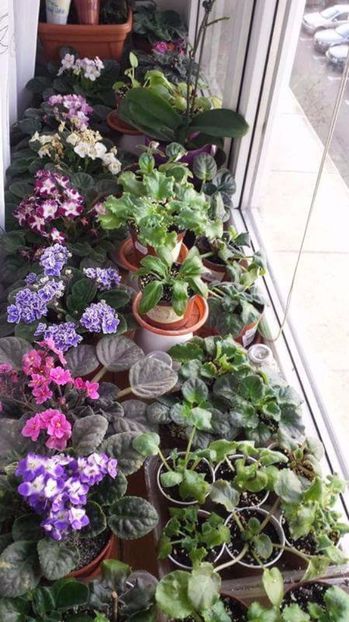 received_1334481383270040 - VIOLETE DE COLECTIE 2017