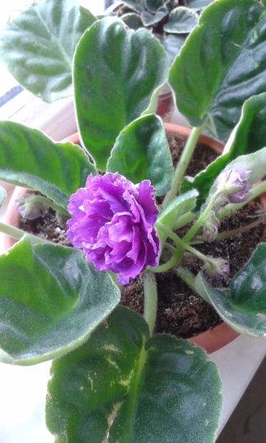 LE Pisania sport - VIOLETE DE COLECTIE 2017