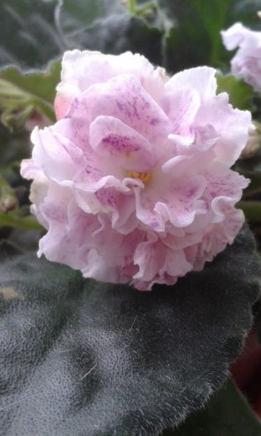 LE Aisedora - VIOLETE DE COLECTIE 2017