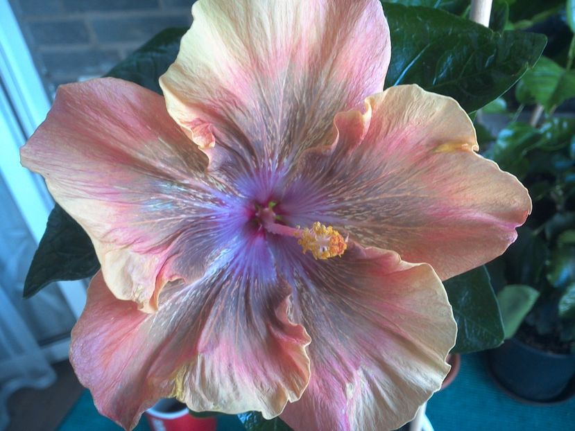 WIN_20170807_092909 - Moorea Sugar Lady