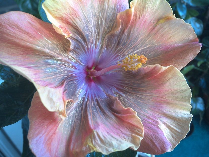 WIN_20170807_092919 - Moorea Sugar Lady