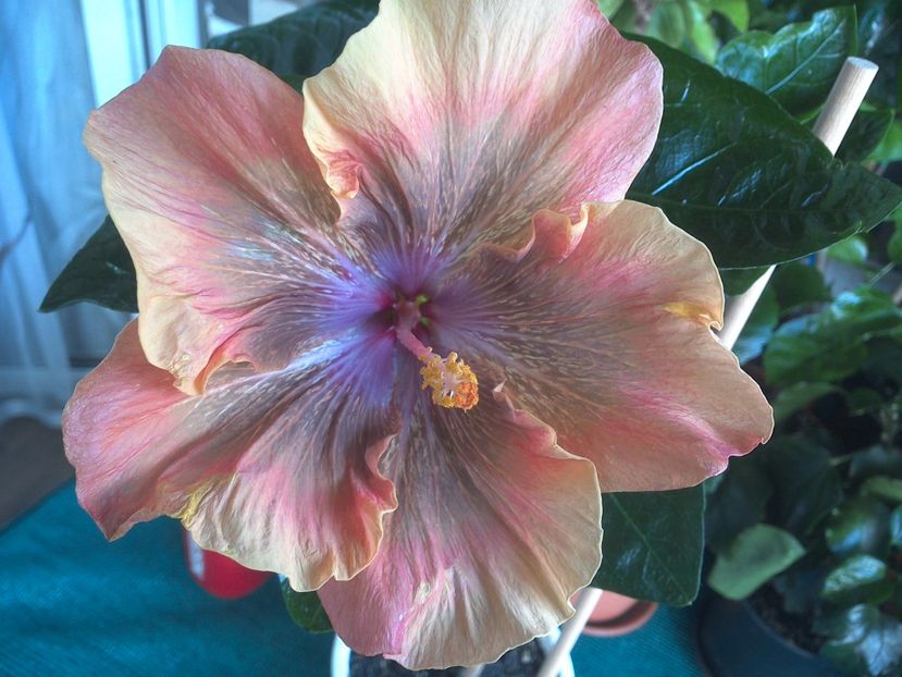 WIN_20170807_092924 - Moorea Sugar Lady