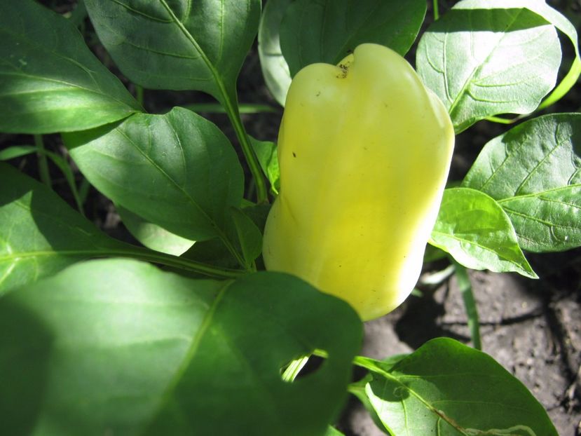  - A-A Gradina de legume -fructe-plante aromatice si medicinale 2017