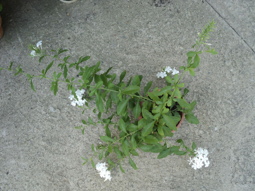 6 aug,in sfarsit si plumbago alb - Vara