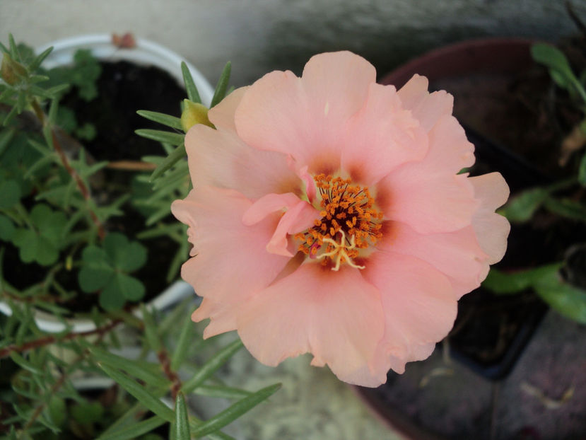 portulaca , floarea de nisip - Vara