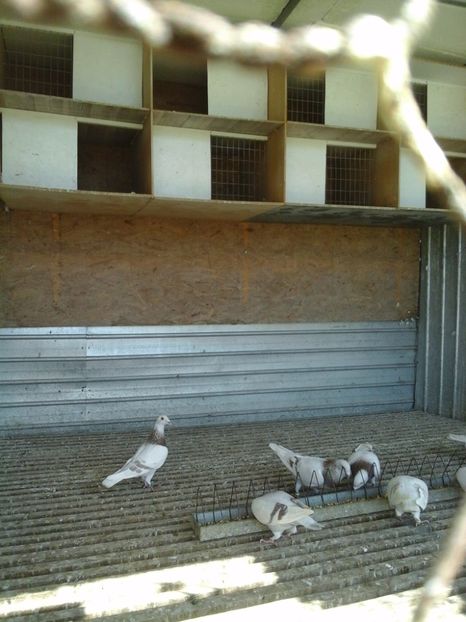  - voiajori sport argintii