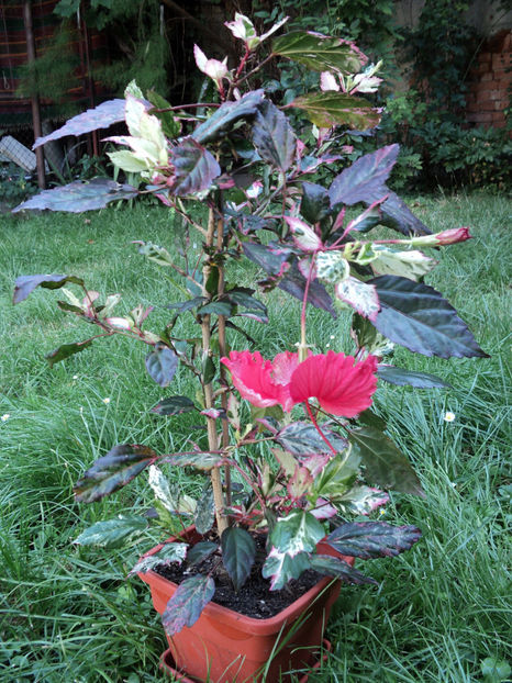 6 aug 2017 - Cooperi pierdut