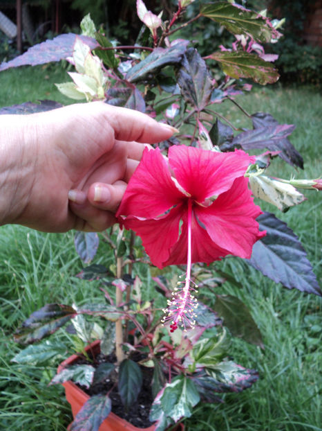 poze 2015 028 - Cooperi pierdut