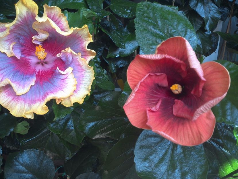 WIN_20170807_113555 - 03Hibiscus