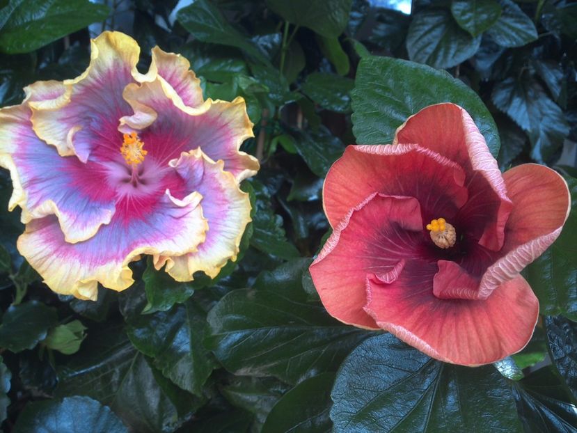 WIN_20170807_113602 - 03Hibiscus