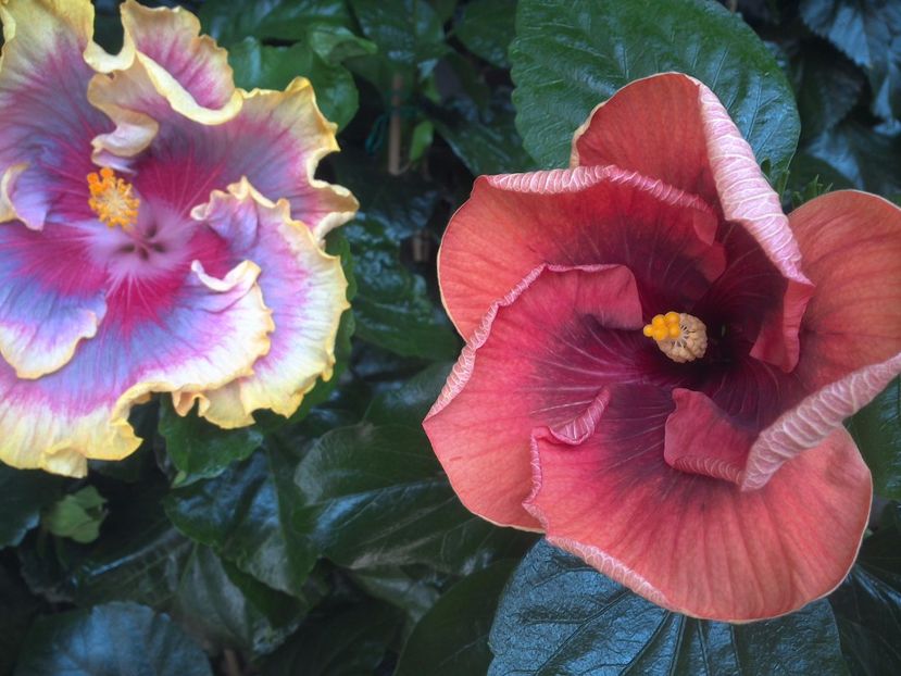 WIN_20170807_113612 - 03Hibiscus