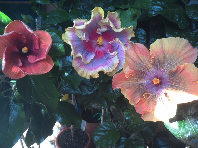 WIN_20170807_114131 - 03Hibiscus