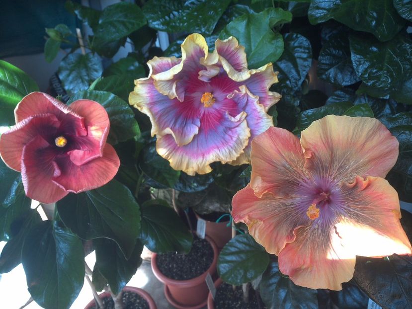 WIN_20170807_114136 - 03Hibiscus