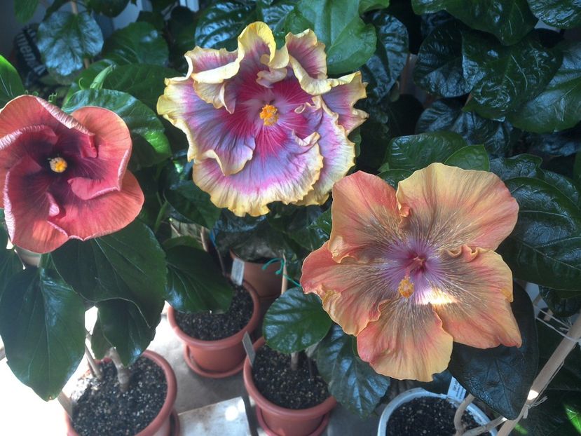 WIN_20170807_114145 - 03Hibiscus