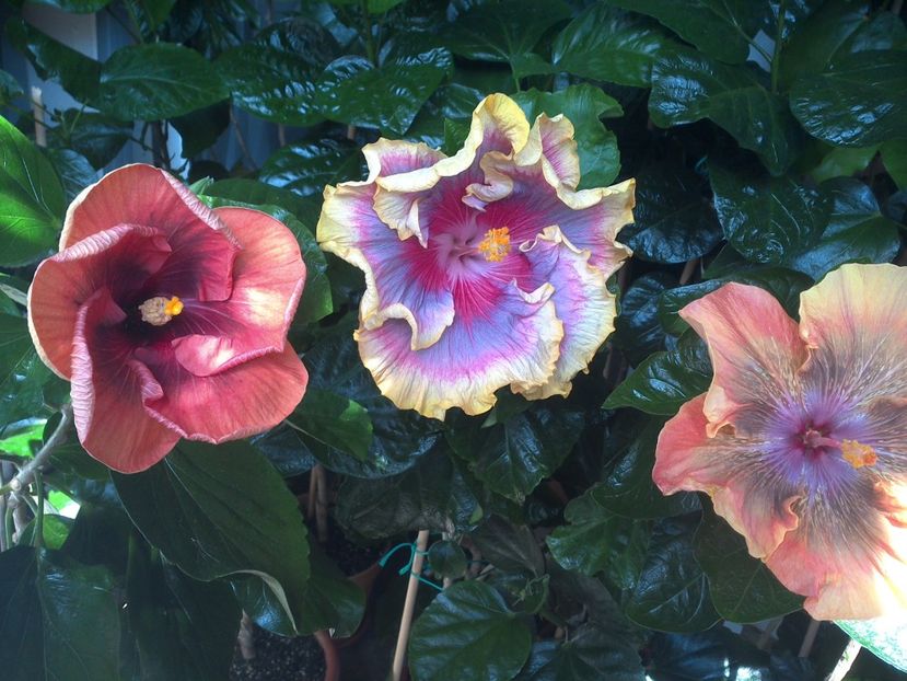 WIN_20170807_114200 - 03Hibiscus