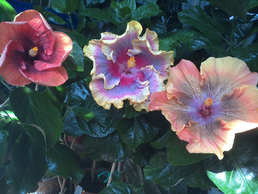 WIN_20170807_114210 - 03Hibiscus