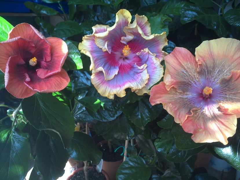 WIN_20170807_114212 - 03Hibiscus
