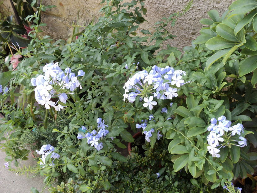 poze 2015 013 - Vara