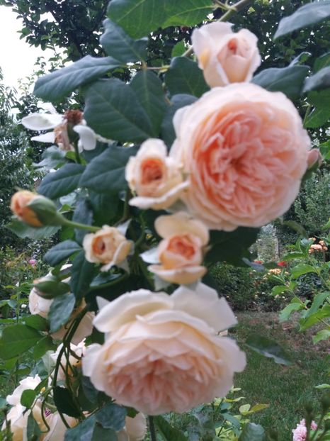  - Crovn Princess Margaret