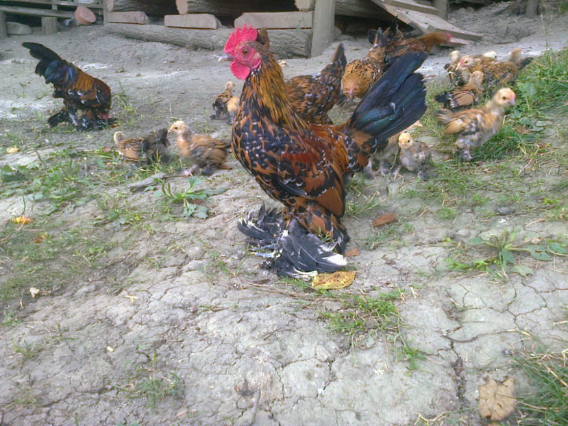 Photo0073 - Mii de flori