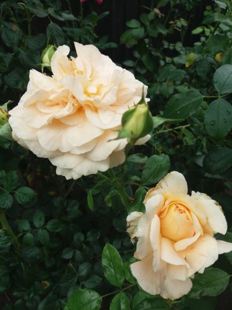  - Sangerhauser Jubilaumrose