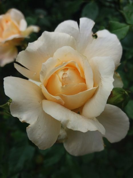  - Sangerhauser Jubilaumrose