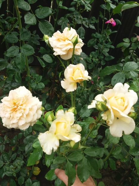  - Sangerhauser Jubilaumrose