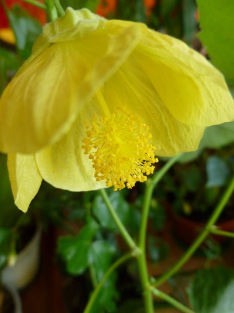  - 0 Zambetul florilor continua