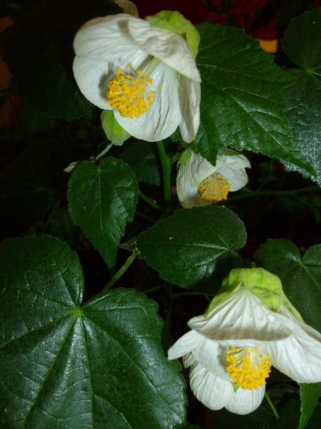 Multumesc !!!! - 0 Zambetul florilor continua