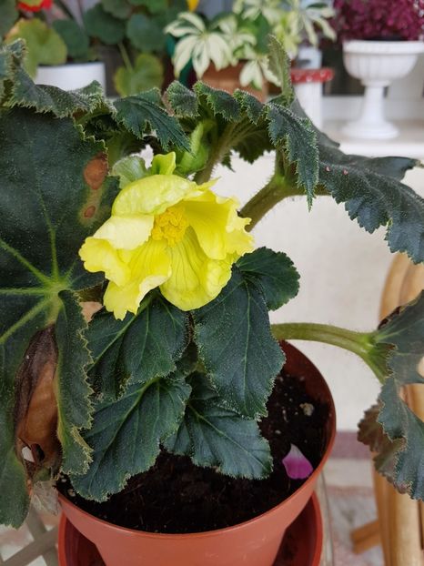 Begonia galbena - August 2017