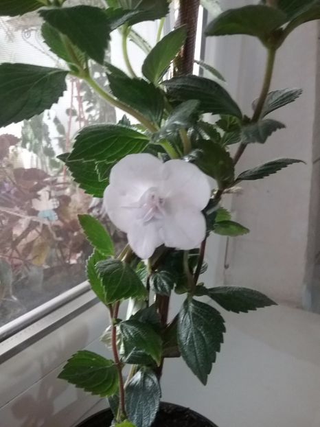  - Double Picotte Rose