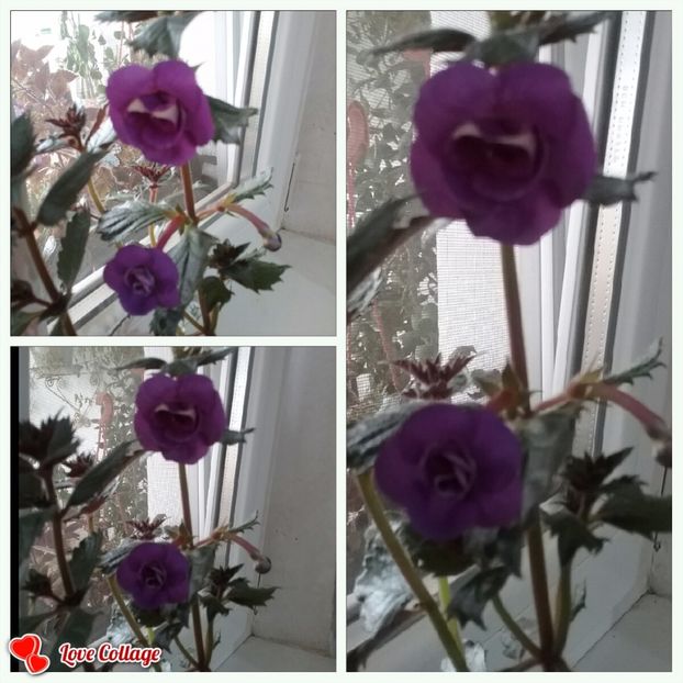  - Nana Rene - pierdut