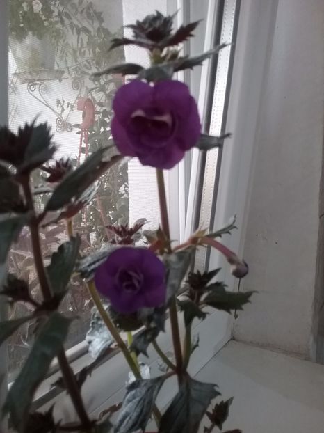  - Nana Rene - pierdut