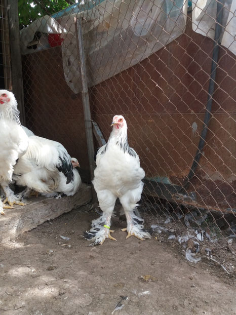  - AB_Pui si Tineret 2017