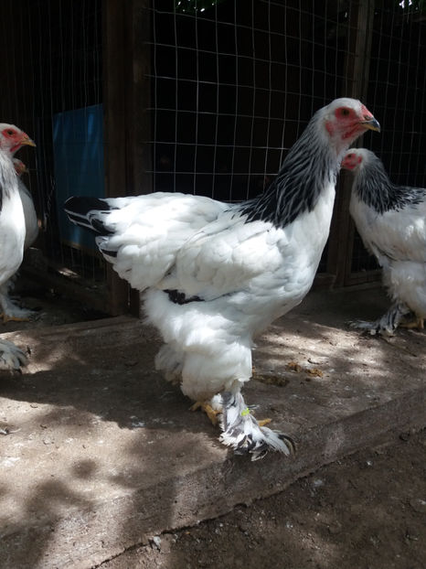  - AB_Pui si Tineret 2017