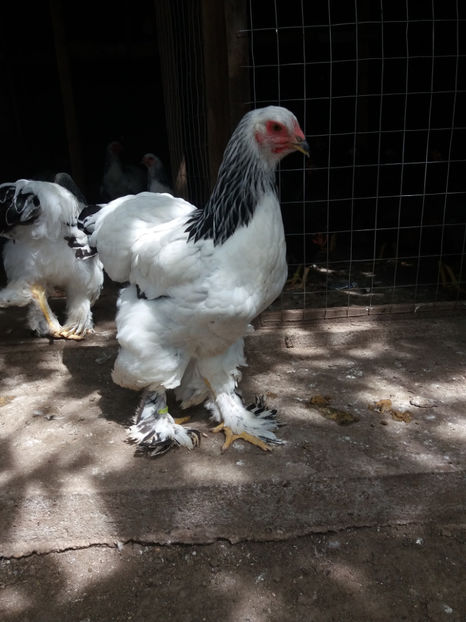  - AB_Pui si Tineret 2017